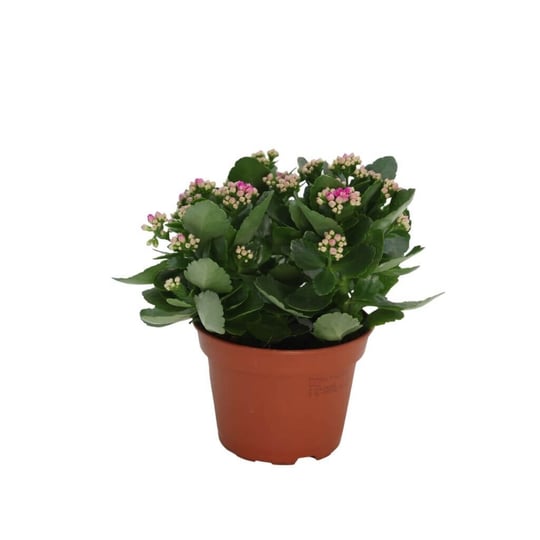 Kalanchoe 20-30 Cm