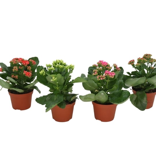 Kalanchoe 20-30 Cm