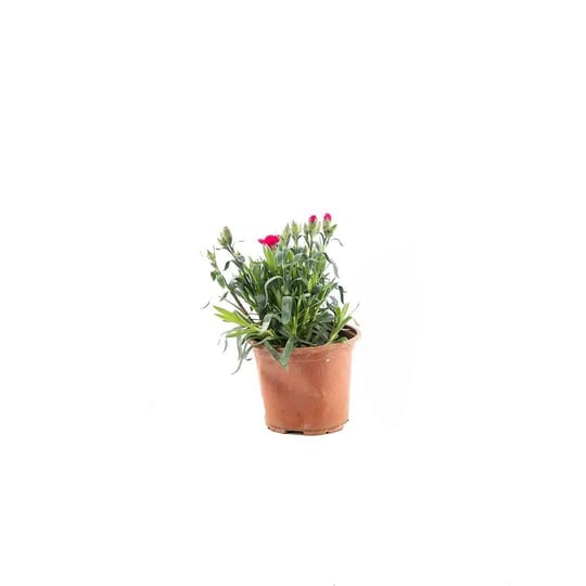 Karanfil Çiçeği - Çap 12 Cm - Boy 10-20 Cm