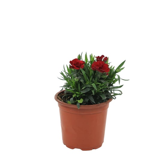 Karanfil Çiçeği - Çap 12 Cm - Boy 10-20 Cm