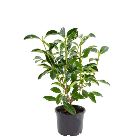 Kartopu Bitkisi (Lucidum) 40-60 Cm