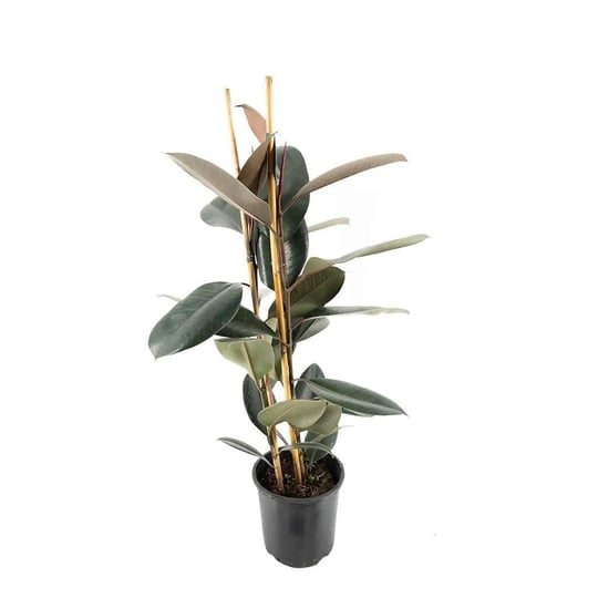 Kauçuk Elastice Tineke 2li 80-100 Cm Yeşil