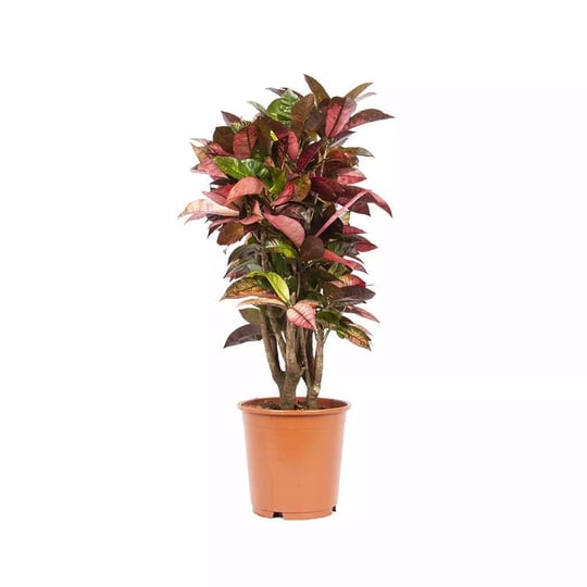 Kroton Iceton 80-100 Cm Yeşil