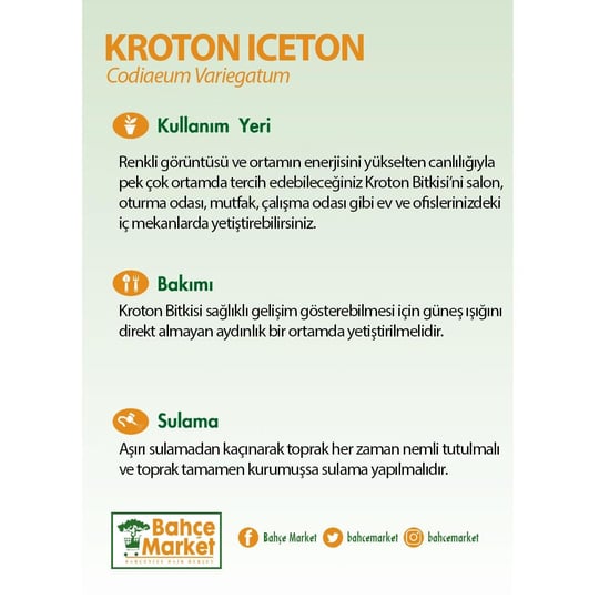 Kroton Iceton 80-100 Cm Yeşil