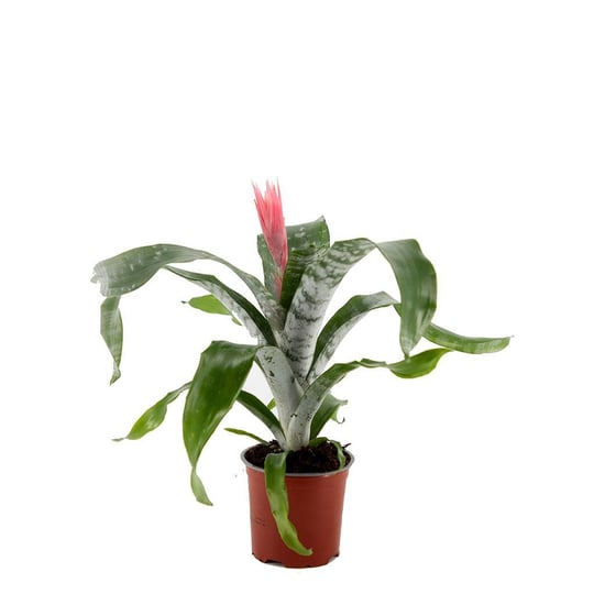 Kupa Çiçeği - Çap 15 Cm - Boy 40 60 Cm