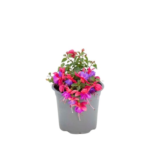Küpe Çiçeği 20-30 Cm