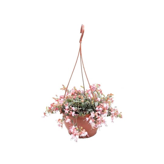 Küpeli Çiçeği - Askılı Saksıda Çap 23 Cm - 20-30 Cm