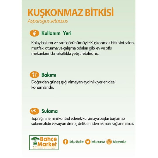 Kuşkonmaz 30-40 Cm Yeşil