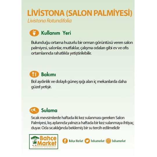 Livistona (Salon Palmiyesi) Yeşil