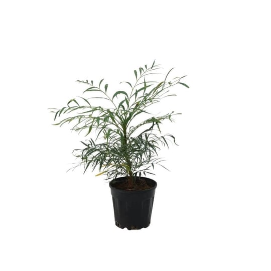 Mahonia (Mahonya) Soft Caress 20-40 Cm