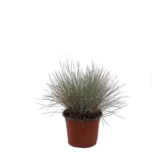 Mavi Çim (Festuca Glauca) 10-20 Cm