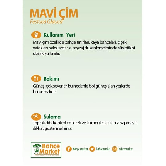 Mavi Çim (Festuca Glauca) 10-20 Cm