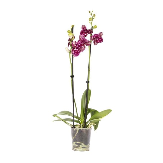 Orkide İthal (Çift Dal ) 60-70 Cm