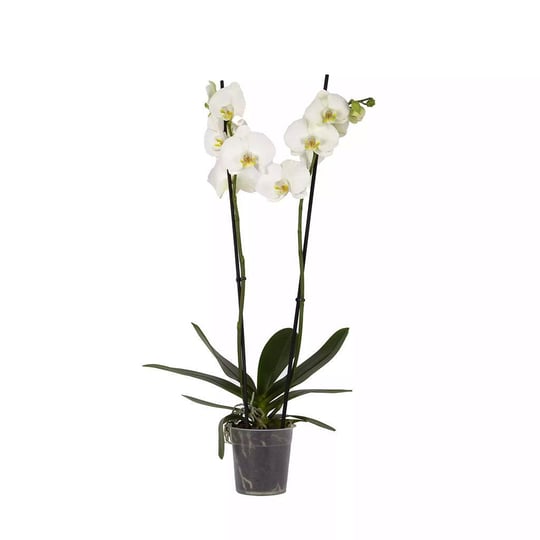 Orkide İthal (Çift Dal ) 60-70 Cm