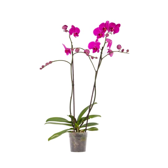 Orkide İthal (Çift Dal ) 60-70 Cm