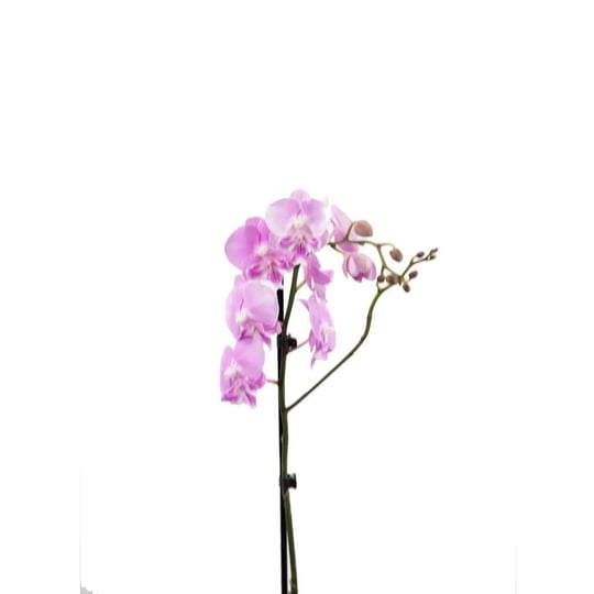 Tek Dal Orkide - Boy 60- 70 Cm