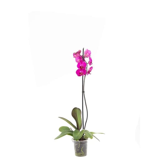 Tek Dal Orkide - Boy 60- 70 Cm
