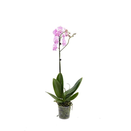 Tek Dal Orkide - Boy 60- 70 Cm