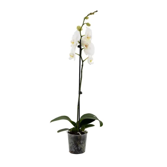 Tek Dal Orkide - Boy 60- 70 Cm