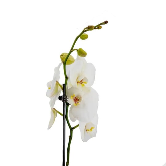 Tek Dal Orkide - Boy 60- 70 Cm