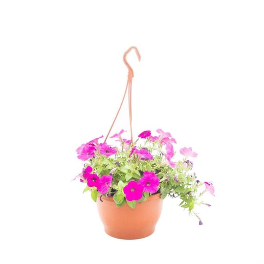 Petunya Çiçeği - Askılı Saksıda Çap 23 Cm - Boy 20 30 Cm