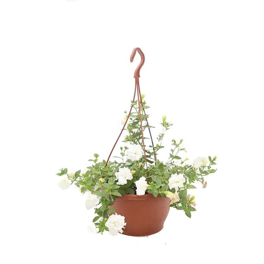 Petunya Çiçeği - Askılı Saksıda Çap 23 Cm - Boy 20 30 Cm