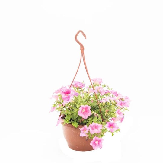 Petunya Çiçeği - Askılı Saksıda Çap 23 Cm - Boy 20 30 Cm