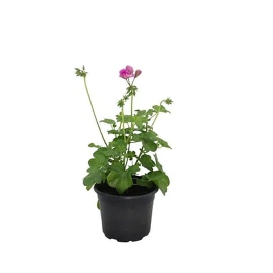 Sakız Sardunya 10-20 Cm