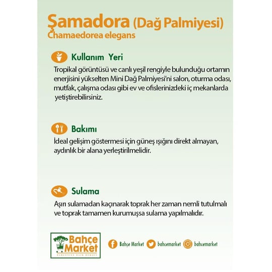 Şamadora (Dağ Palmiyesi) 20-40 Cm Yeşil