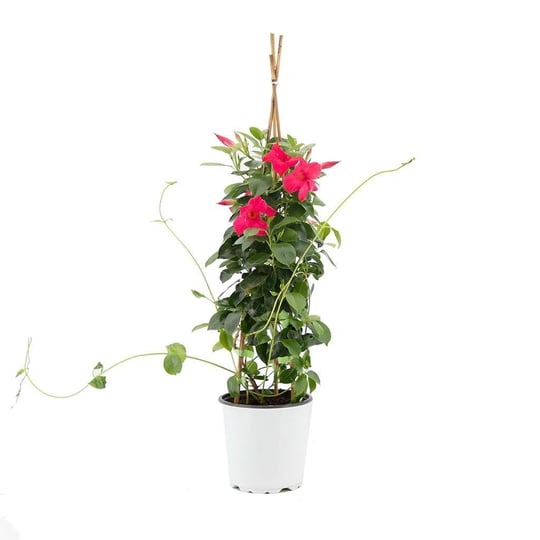 Sandavilla - Mandavilla- Mandevilla - Sarmaşık Çiçeği 60-80 Cm