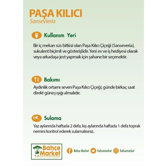 Sanseveria (Paşa Kılıcı) 40-60 Cm
