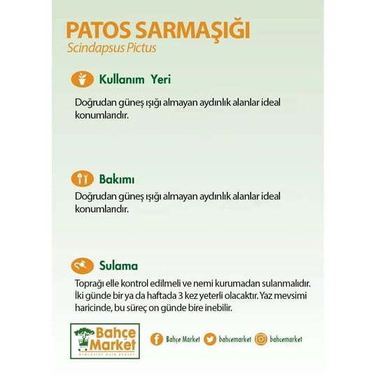 Scindapsus  (Patos Sarmaşığı )Askılı 40-60 Cm