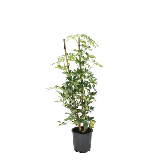 Şeflera Çiçeği 2li 80 - 100 Cm