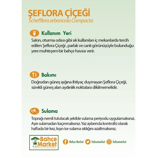 Şeflera Çiçeği Çap 24 Cm Boy 80 - 100 Cm