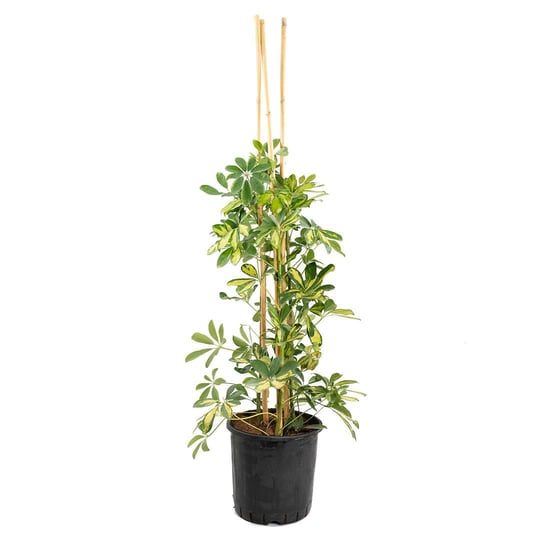 Şeflera Çiçeği Çap 24 Cm Boy 80 - 100 Cm
