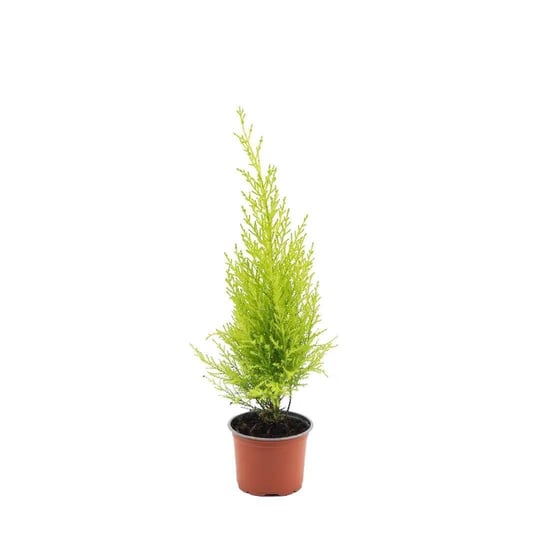 Servi Limoni 40 - 60 Cm Yeşil