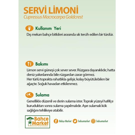Servi Limoni 40 - 60 Cm Yeşil