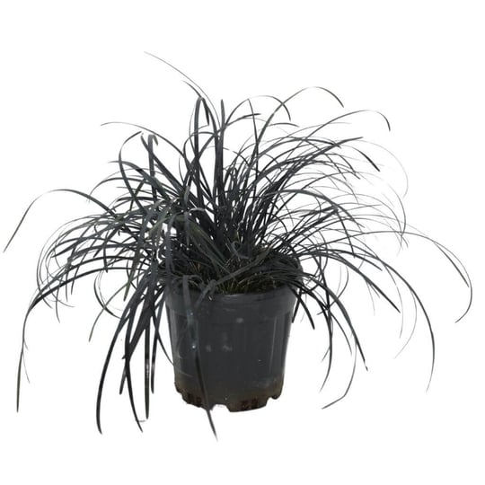 Siyah Çim 10-20 Cm