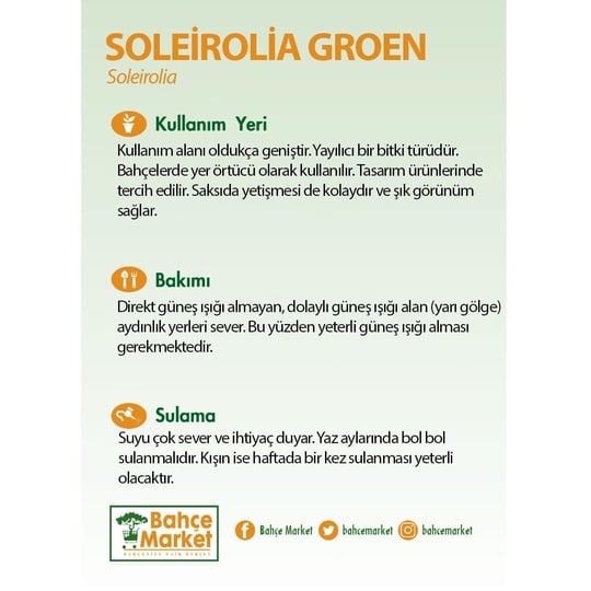 Soleirolia Groen 20-25 Cm Yeşil