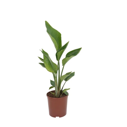 Starliçe Nicolai 2 Kök 60-80 Cm