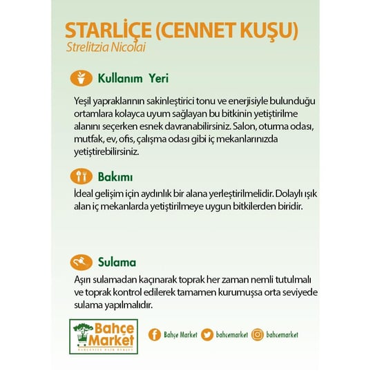 Starliçe Nicolai 2 Kök 60-80 Cm