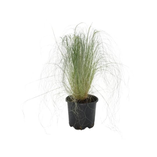 Stipa (At Kuyruğu)
