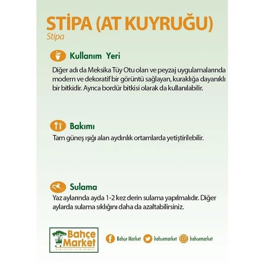 Stipa (At Kuyruğu)