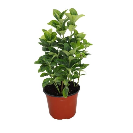 Taflan Altuni 10-20 cm