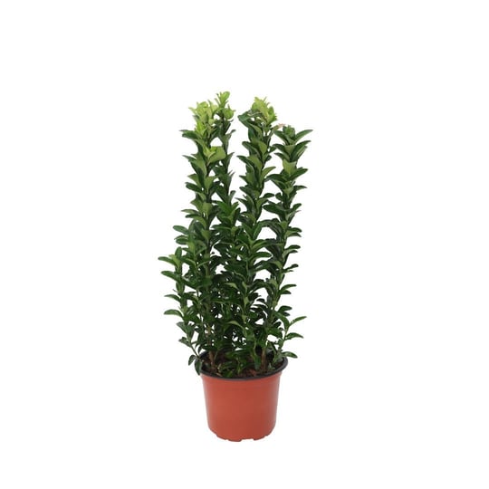 Taflan Sütun Bitkisi 10-20 Cm