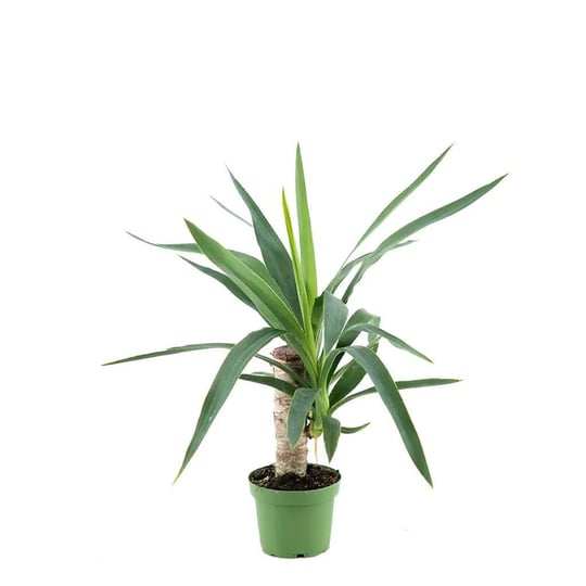 Yuka - Avize Çiçeği Tekli  30 Cm