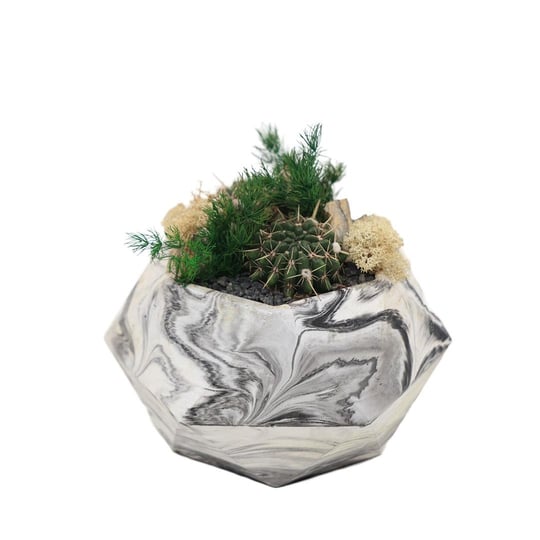 Terrarium (Teraryum) Aranjman-11