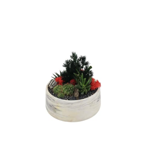 Terrarium (Teraryum) Aranjman 13