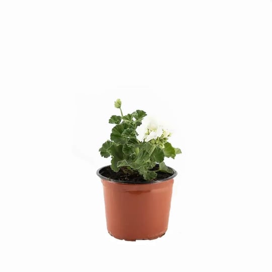 Top Sardunya Çiçeği Çap 14 Cm - Boy 10-20 Cm