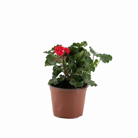 Top Sardunya Çiçeği Çap 14 Cm - Boy 10-20 Cm